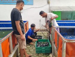 Dari Balik Blok Hunian, Warga Binaan Lapas Indramayu Panen Lele Mutiara