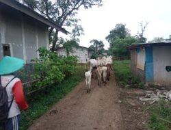 Keluhkan Krisis Pakan Bertahun-tahun, Desak Pemkab Turun Tangan