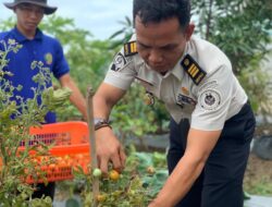 Lapas Indramayu Gelar Panen Raya Serentak Program Ketahanan Pangan IMIPAS