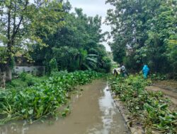 Enceng Gondok Masih Jadi PR Pemdes Dermayu, Pertumbuhan Lebih Cepat dari Tenaga Pembersih