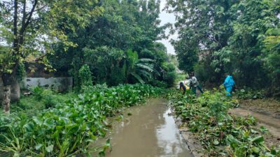 Enceng Gondok Masih Jadi PR Pemdes Dermayu, Pertumbuhan Lebih Cepat dari Tenaga Pembersih