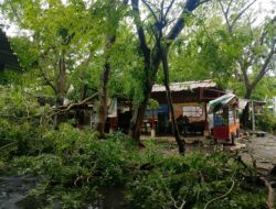Angin Kencang Tumbangkan Puluhan Pohon, Warung dan Tembok Makam Rusak di Indramayu