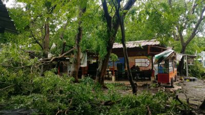 Angin Kencang Tumbangkan Puluhan Pohon, Warung dan Tembok Makam Rusak di Indramayu