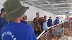 Dari Balik Jeruji, Warga Binaan Lapas Indramayu Belajar Budidaya Ayam Petelur