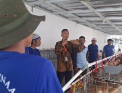 Dari Balik Jeruji, Warga Binaan Lapas Indramayu Belajar Budidaya Ayam Petelur