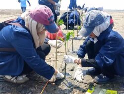 Seribu Mangrove Ditanam Mahasiswa Unwir di Pantai Tiris