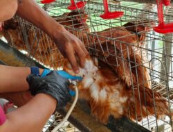 Lapas Indramayu Vaksinasi 186 Ekor Ayam Petelur, Perkuat Ketahanan Pangan dan Pembinaan Warga Binaan