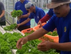 Sayuran Hidroponik Lapas Indramayu Lolos Standar Supermarket, Kualitasnya Diakui Grade A