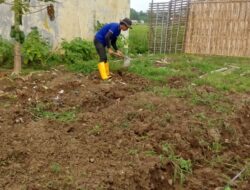 Menanam Harapan di SAE Arumanis, Warga Binaan Lapas Indramayu Dibina Jadi Pribadi Produktif