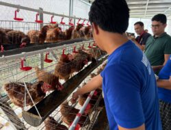 Panen Telur di Lapas Indramayu, Hasilnya Dukung Pembinaan Bakery Bagi Warga Binaan Wanita