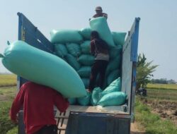 Serapan Gabah Bulog Indramayu Baru Capai 70,65 Persen Dari Target 174,7 Ribu Ton