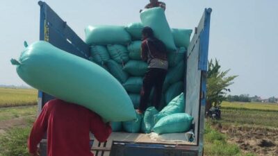 Serapan Gabah Bulog Indramayu Baru Capai 70,65 Persen Dari Target 174,7 Ribu Ton