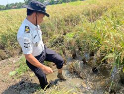 Panen Melimpah, Lapas Indramayu Hasilkan 4 Ton Gabah
