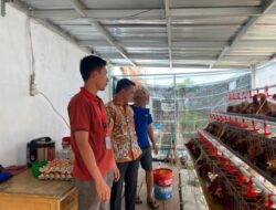 Optimalkan Ketahanan Pangan, Lapas Indramayu Rawat Lahan dan Kembangkan Peternakan