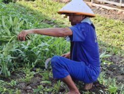 Panen Kangkung Lapas Indramayu Capai 80 Kilogram per Minggu, Dukung Kebutuhan Dapur Warga Binaan