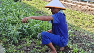 Panen Kangkung Lapas Indramayu Capai 80 Kilogram per Minggu, Dukung Kebutuhan Dapur Warga Binaan