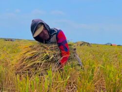 Harga Gabah Terus Naik pada 2026, Petani Indramayu Rasakan Dampak Positif bagi Kesejahteraan