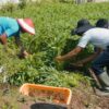 Panen 40 Kilogram Kangkung, Lapas Indramayu Perkuat Program Ketahanan Pangan dan Pembinaan Warga Binaan