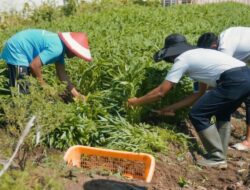 Panen 40 Kilogram Kangkung, Lapas Indramayu Perkuat Program Ketahanan Pangan dan Pembinaan Warga Binaan