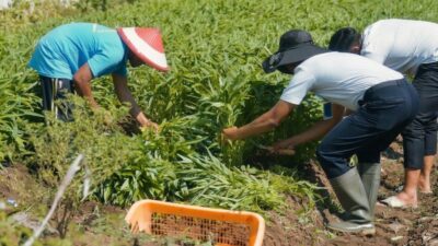 Panen 40 Kilogram Kangkung, Lapas Indramayu Perkuat Program Ketahanan Pangan dan Pembinaan Warga Binaan